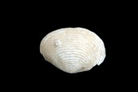 Fimbria michaillensis